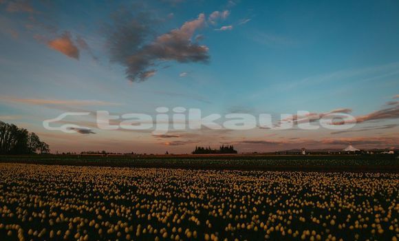 Medium with watermark image
