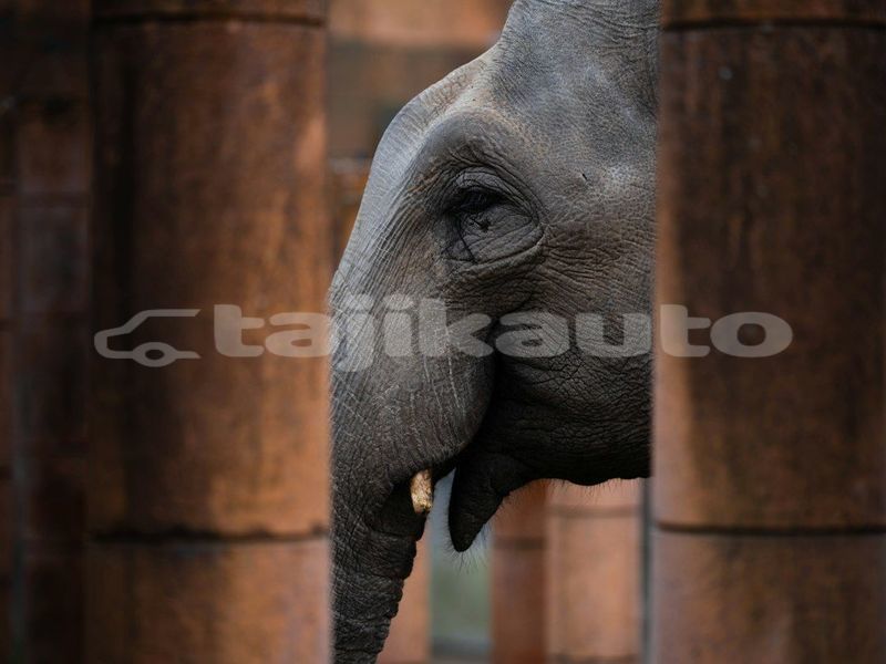 Big with watermark image