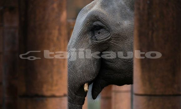 Medium with watermark image