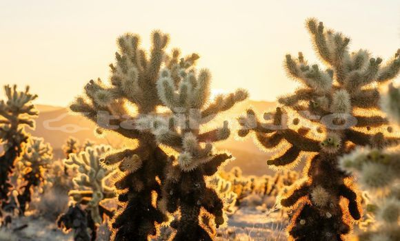 Medium with watermark image