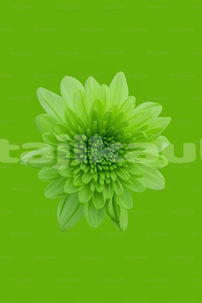 Big with watermark image