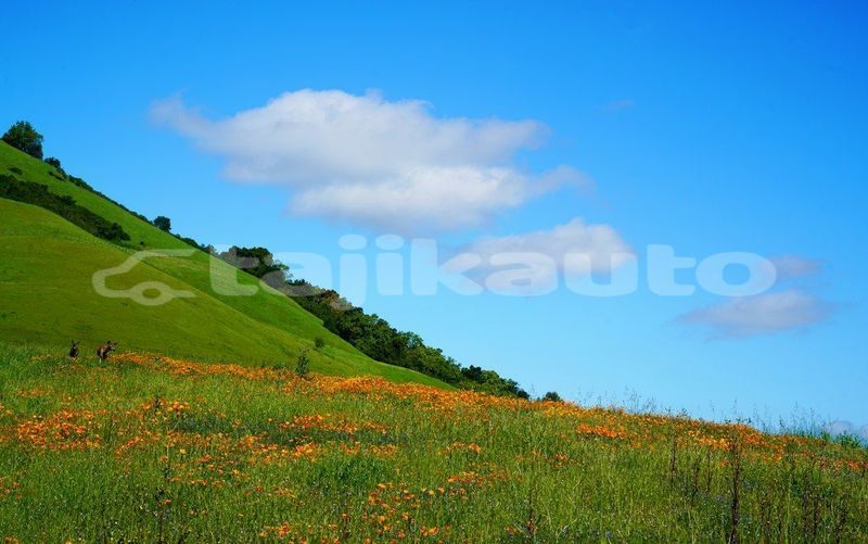 Big with watermark image