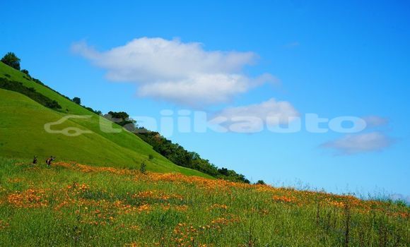 Medium with watermark image