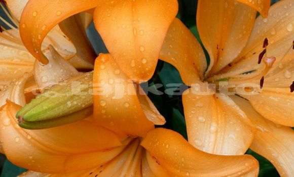 Medium with watermark image