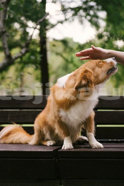 Big with watermark image