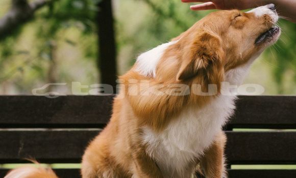 Medium with watermark image