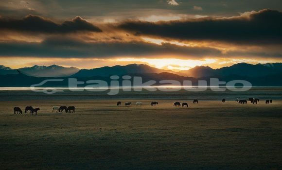Medium with watermark image