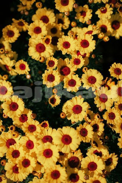 Big with watermark image