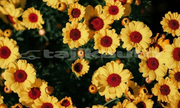 Medium with watermark image