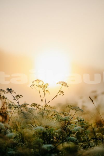 Big with watermark image