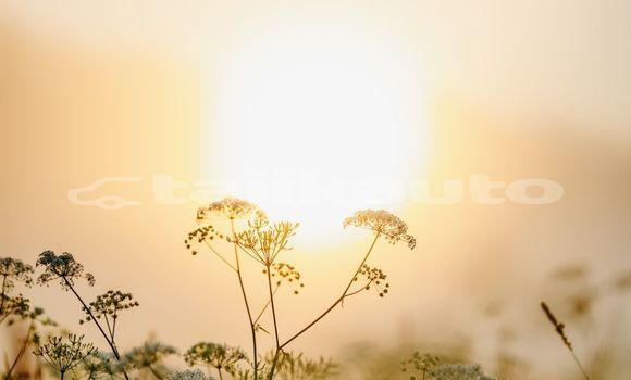 Medium with watermark image