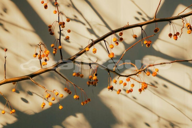 Big with watermark image