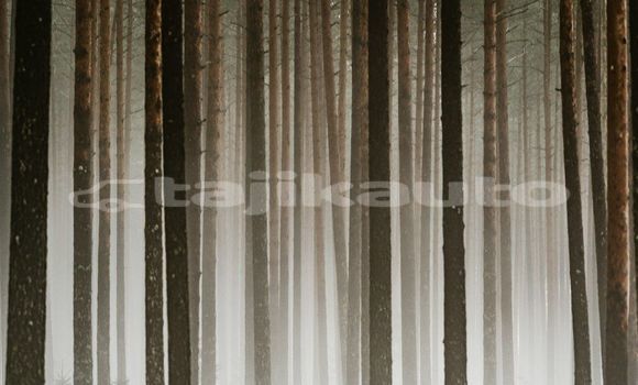 Medium with watermark image