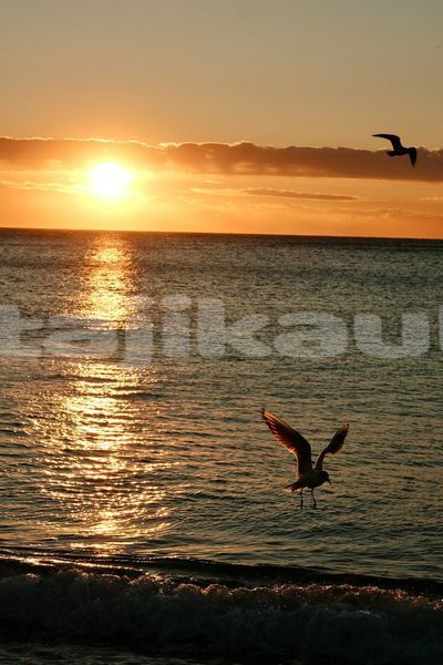 Big with watermark image
