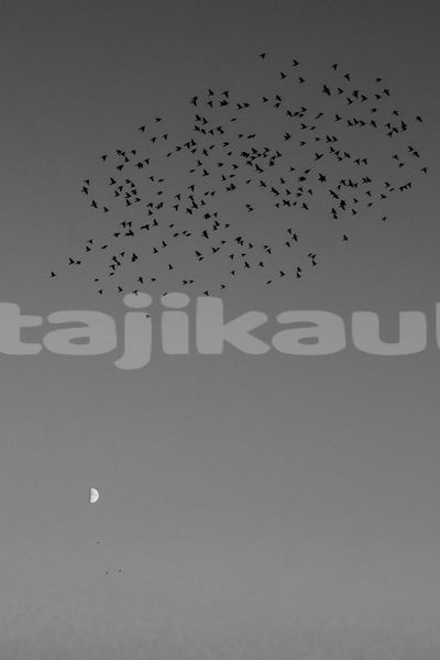 Big with watermark image