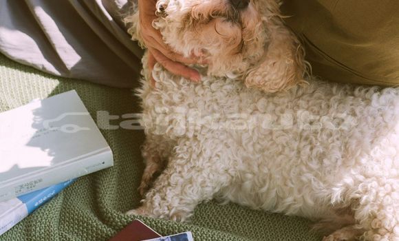 Medium with watermark image