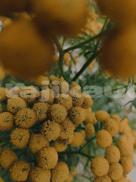 Big with watermark image