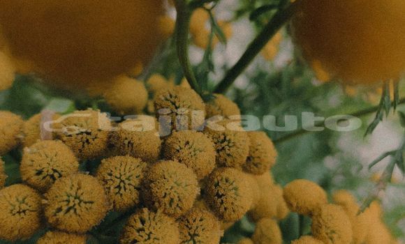 Medium with watermark image