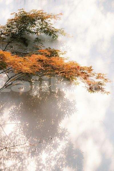 Big with watermark image