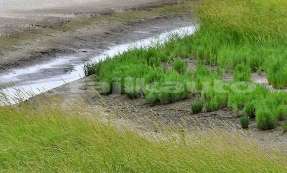 Medium with watermark image