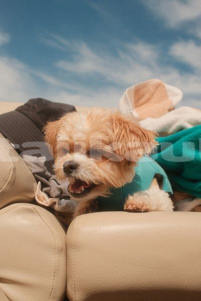 Big with watermark image