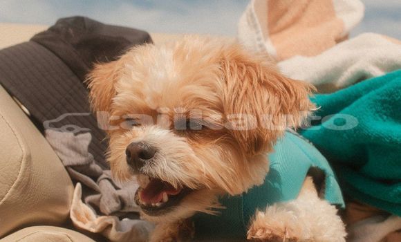 Medium with watermark image