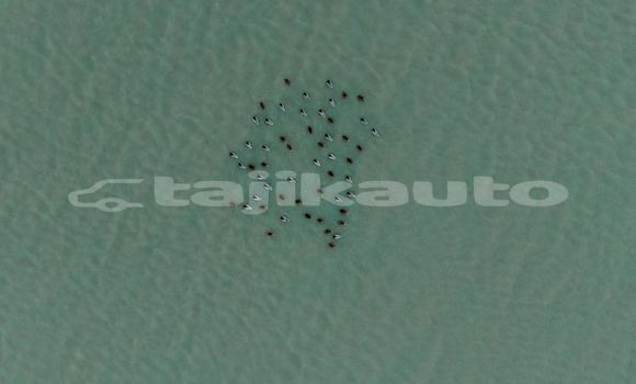 Medium with watermark image