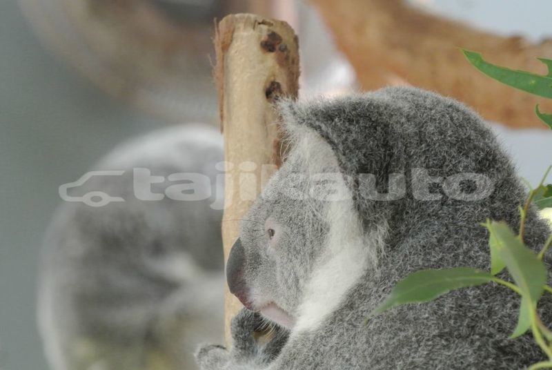 Big with watermark image