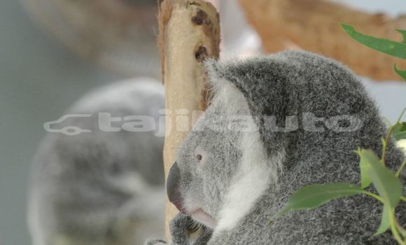 Medium with watermark image