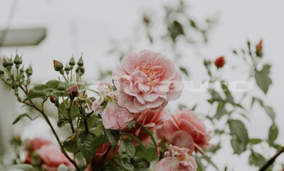 Medium with watermark image