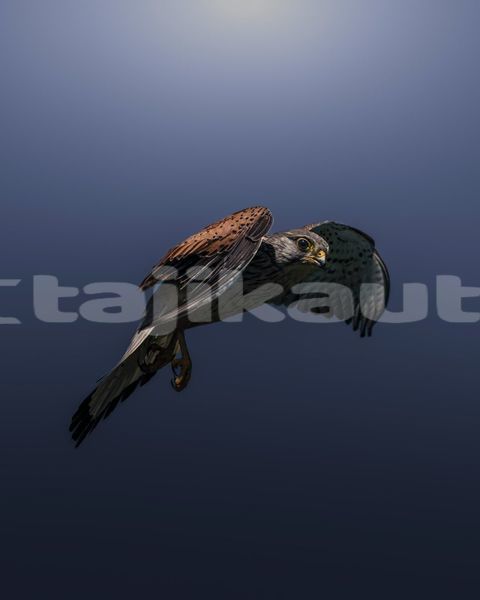 Big with watermark image
