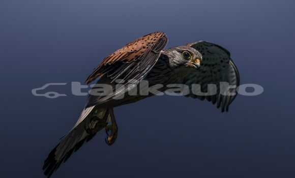 Medium with watermark image