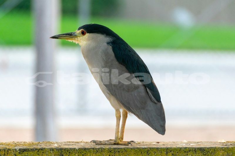 Big with watermark image