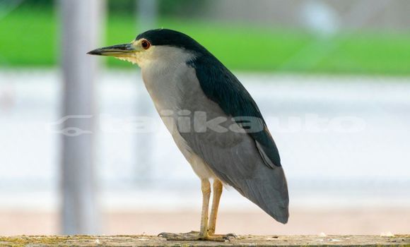 Medium with watermark image