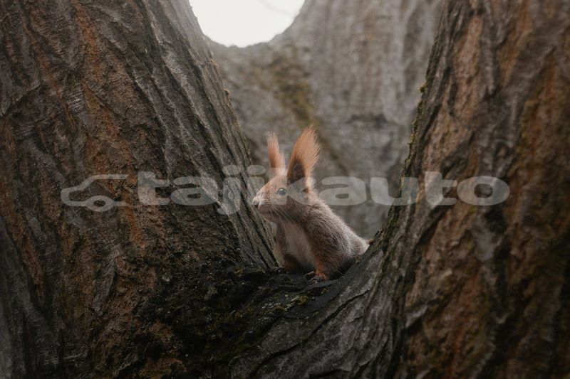 Big with watermark image