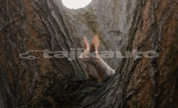 Medium with watermark image