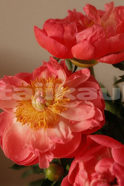 Big with watermark image