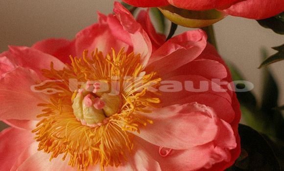 Medium with watermark image