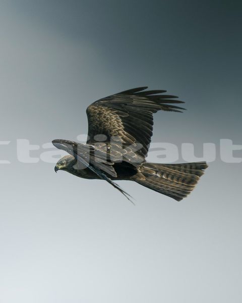 Big with watermark image