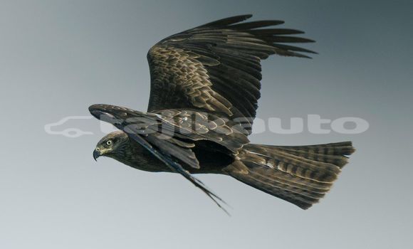 Medium with watermark image