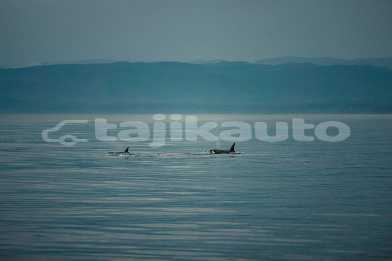 Big with watermark image
