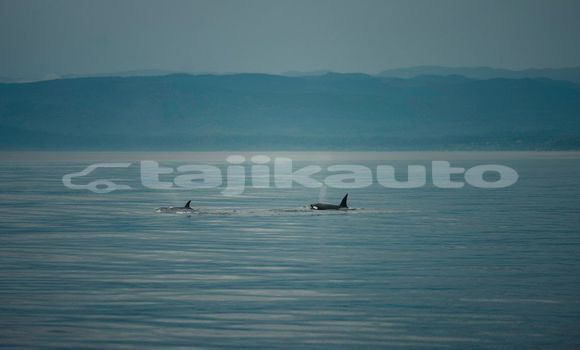 Medium with watermark image