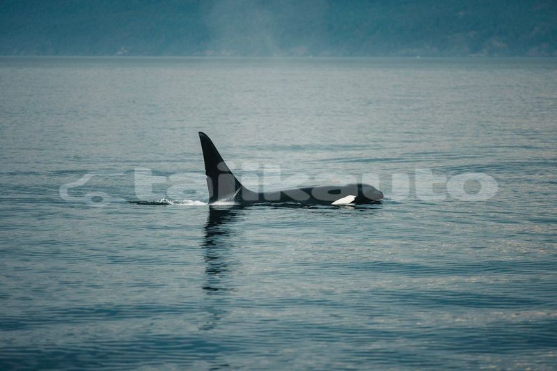 Big with watermark image