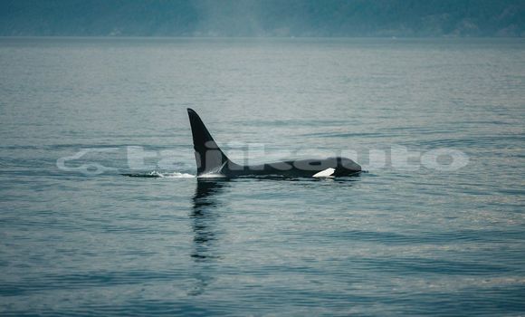 Medium with watermark image