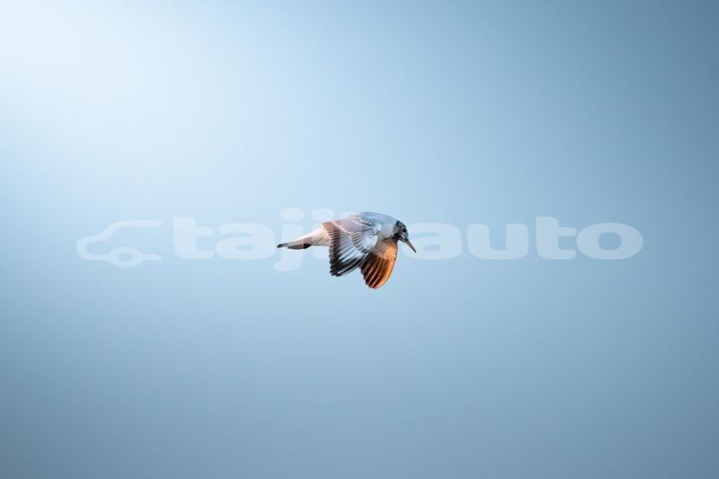 Big with watermark image