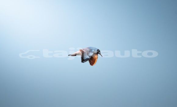 Medium with watermark image