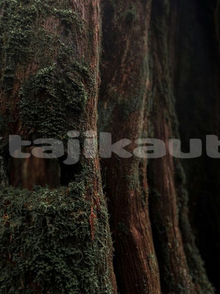Big with watermark image