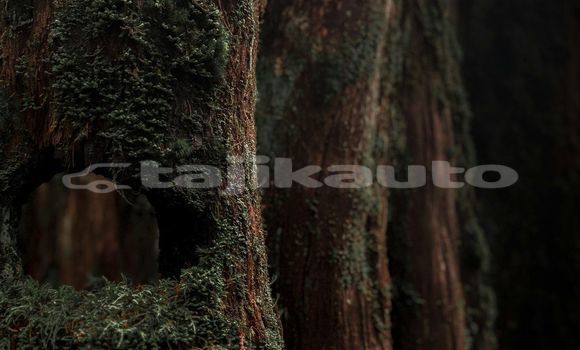 Medium with watermark image