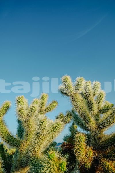 Big with watermark image