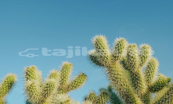 Medium with watermark image